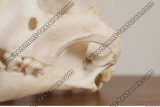 photo reference of skull 0058